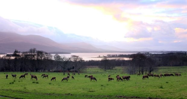 Fifteen Red Deer Shot In National Park During Culling Programme