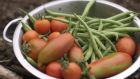 Freshly-harvested French beans and tomatoes. Photograph: Richard Johnston