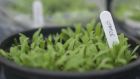 Pots of young seedlings ready to be pricked out. Photograph: Richard Johnston