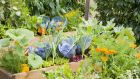 A faster, less laborious alternative to single-digging is to build some raised beds. Image: Getty Images