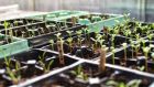  As public concern grows for the vulnerability of the food chain during the  pandemic, gardeners are discovering the international seed supply chain is not immune to  challenges.   Photograph: Getty Images