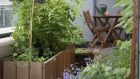 A variety of vegetables and herbs growing on a small balcony in Dublin. Photograph: Richard Johnston