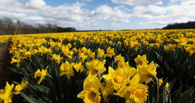 William Wordsworth’s sister Dorothy wrote of the daffodils that it ‘seemed as if they verily laughed with the wind that blew upon them’. Photograph: Russell Cheyne/Reuters