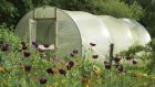 A garden polytunnel. Photograph: Richard Johnston