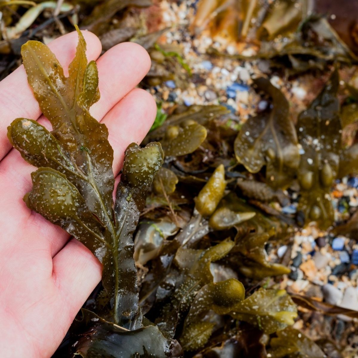 seaweed producer