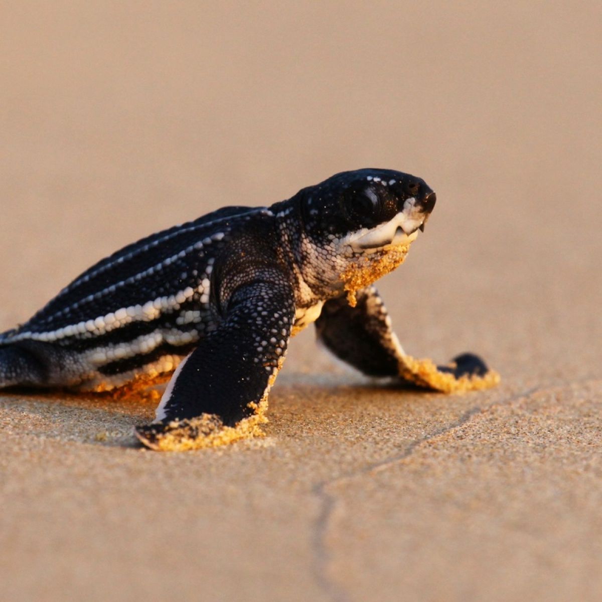 Deserted Thai beaches lure rare turtles to build most nests in 20 ...