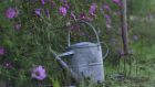 A patch of home-grown cosmos. Photograph: Richard Johnston