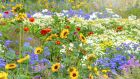 Invest in just a few packets of seeds and tubers of summer-flowering varieties over the coming weeks and you'll be astonished by the abundant beauty  they'll bring you, right through to late autumn. Photograph: Getty Images