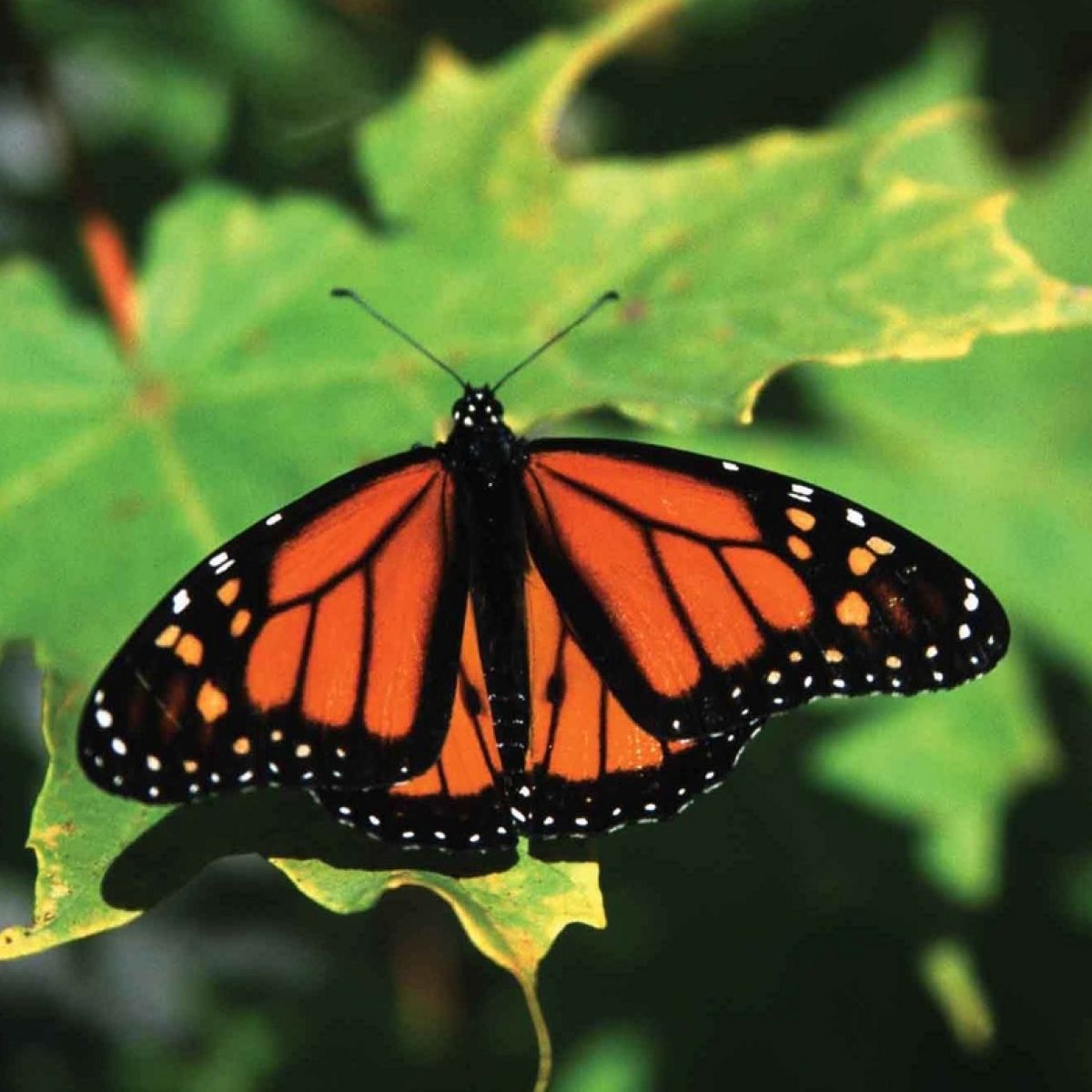 New Evidence Emerges On Decline Of Monarch Butterflies