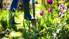 May is one of the busiest months of the Irish gardening year, a time to sow and plant many kinds of vegetables, herbs and ornamentals.  Getty 