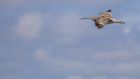 Cry of the Curlew: an increasingly rare sighting over Dublin. Photograph: Getty 