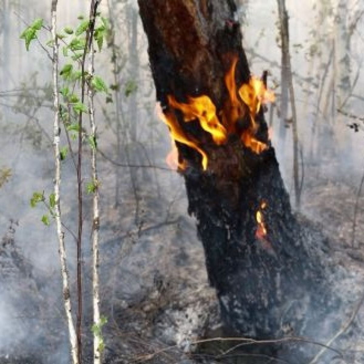 Firefighters Battle To Keep Forest Fire Away From Kildare Explosives Factory