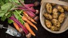 Savouring the very first homegrown potatoes or carrots is a magical feeling