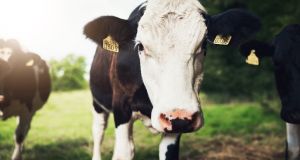 Scientists, climate campaigners and most Greens insist in that context livestock numbers must be reduced after years of sustained expansion. Photograph: Getty Images