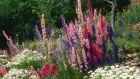 Delphiniums in the garden. Photograph: Getty 