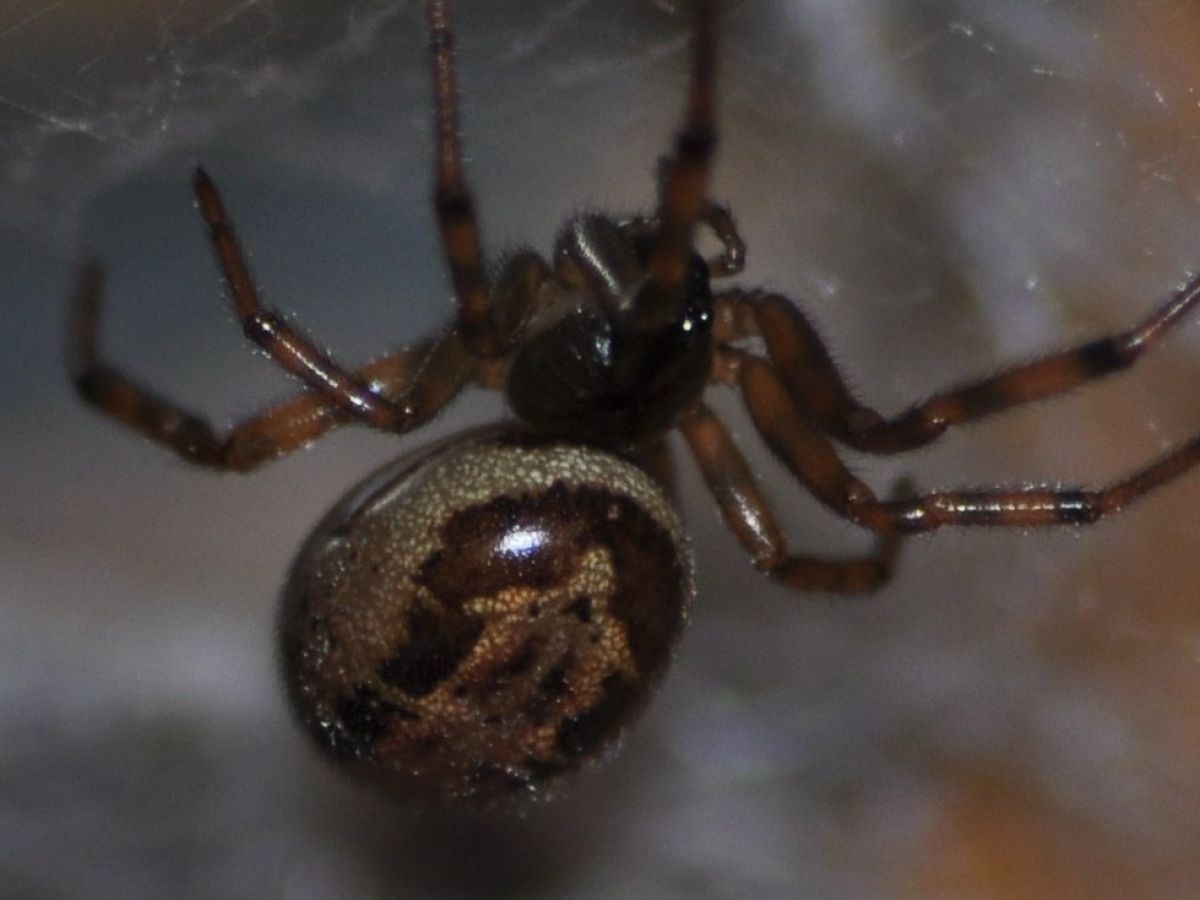 How Fast Can A Black Widow Spider Run : How Male Widow Spiders Avoid
