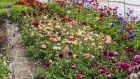 Polytunnels are valuable pieces of real estate where every square metre of precious growing space should - ideally - be used throughout the year. Photograph: Getty Images 