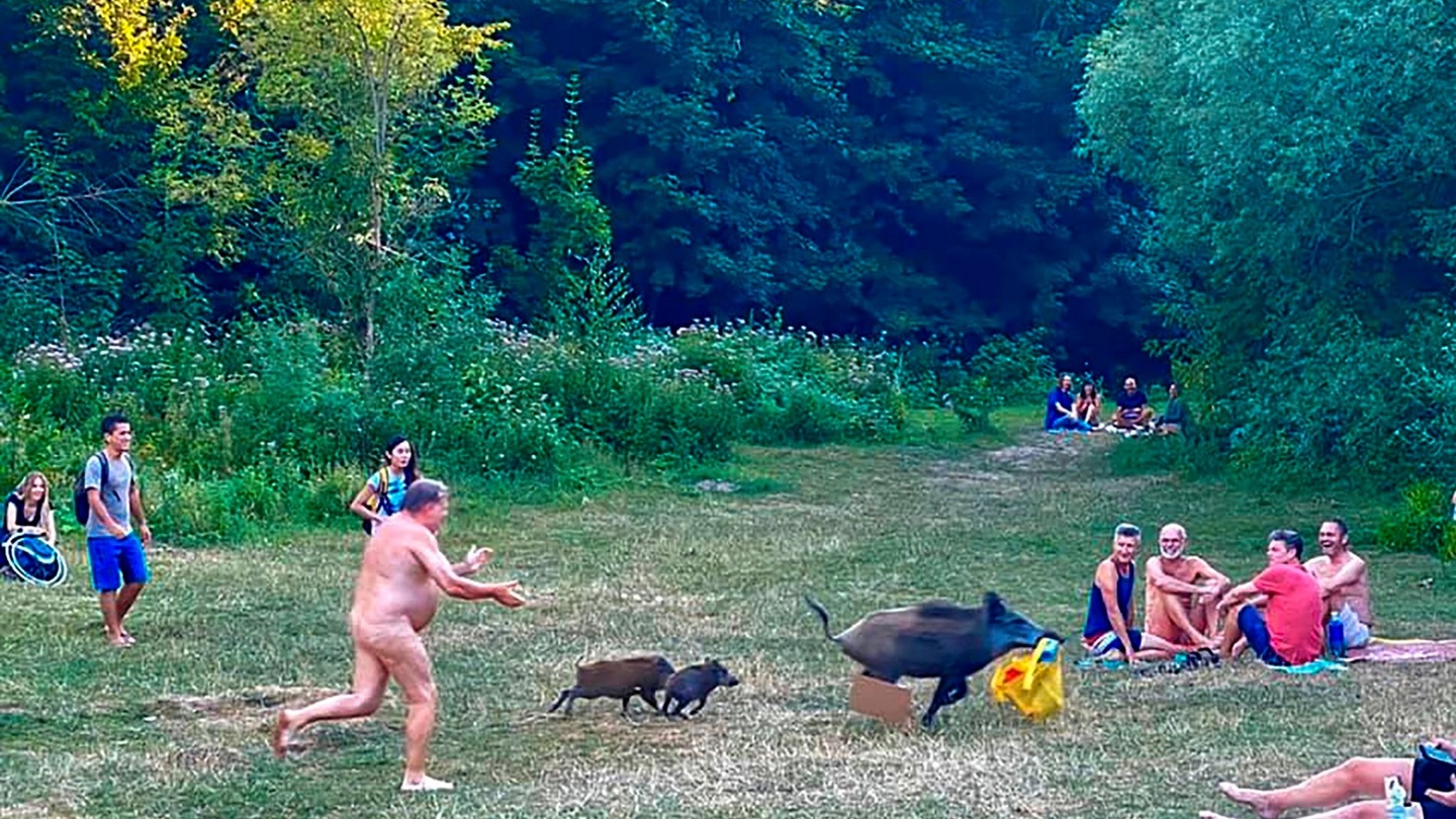 Adele Nude Porn - German nudist chases wild boar that stole laptop at Berlin lake
