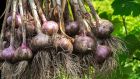 Harvested garlic. Photograph: Getty