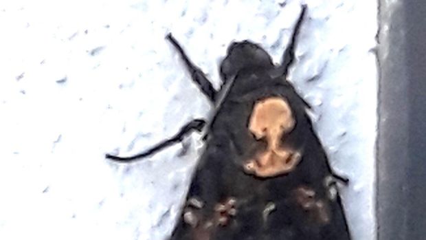 Death’s head hawkmoth