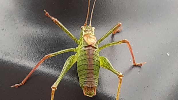 Specked bush cricket