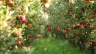 Ripe apples ready for harvesting.   Photograph: iStock