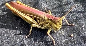 pink grasshopper readers queries native ireland nature grasshoppers anomaly genetic caused rare colour very