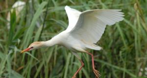 Cattle Egret Pays Rare Visit To Ireland