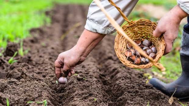 Now is a good time to grow garlic, with lots of varieties suitable for autumn planting. Photograph: iStock