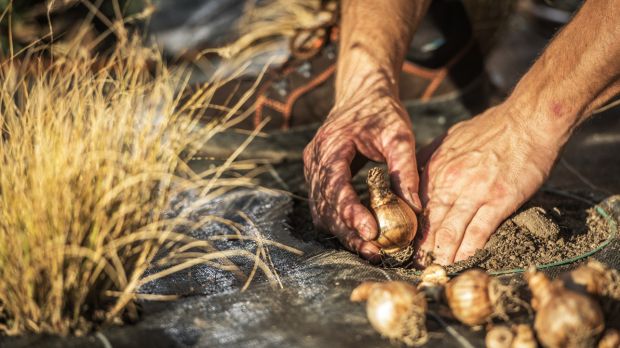 Plant some spring-flowering bulbs now and they'll come up like magic next srping. Photograph: iStock