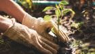 The repeated closure of garden centres throughout this year has served as a precious reminder of the importance of this method of renewal. Photograph: iStock