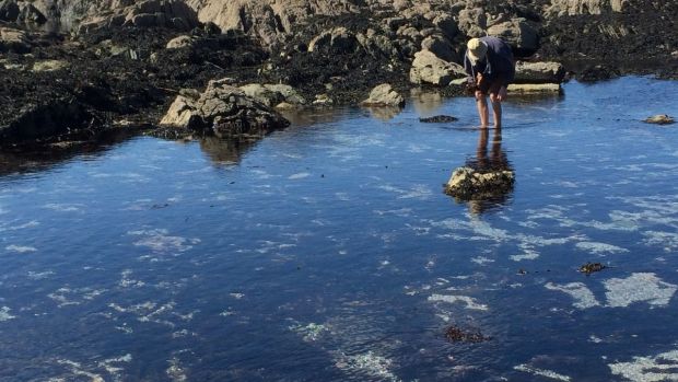 Seaweed collecting with Dorothy Cross in Connemara