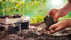 Who could have guessed that the simple act of plunging your hands into a bag of cool, damp seed compost could give you such a heady rush of endorphins? Photograph: iStock