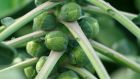 Russ Parsons: ‘Granted, when found in the wild, Brussels sprouts can be rather curious looking.’
