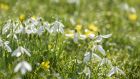 What snowdrops lack in stature, they easily make up for in terms of the scale and beauty of their seasonal displays as well as their hardiness and resilience. Photograph: Getty Images