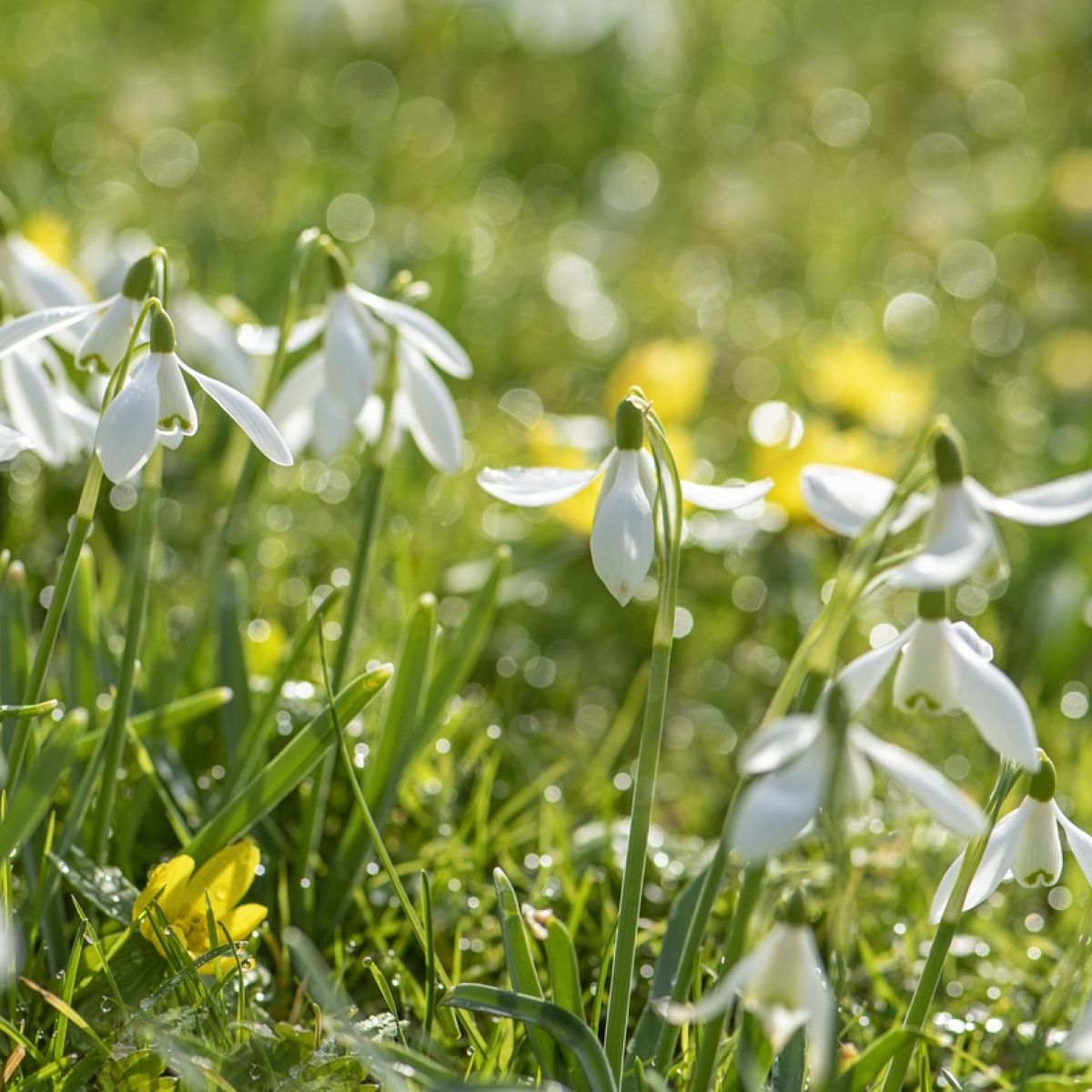 Snowdrops Deserving Of Award For Gallantry