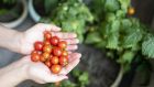 Late February is a great time to sow tomato seed  for planting out in late spring/early summer. Photograph: Getty Images