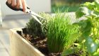 Grow your own culinary herbs and you'll find yourself using them in ways that you never would if they were shop-bought.