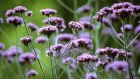 The enduringly popular Verbena bonariensis, a perennial species, gives tall, slender flower stems topped with tight clusters of pollinator-friendly, indigo-purple blooms. Photograph: FlowerPhotos/Universal Images Group via Getty