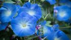 Morning glory has short-lived but spectacularly decorative, trumpet-shaped flowers.