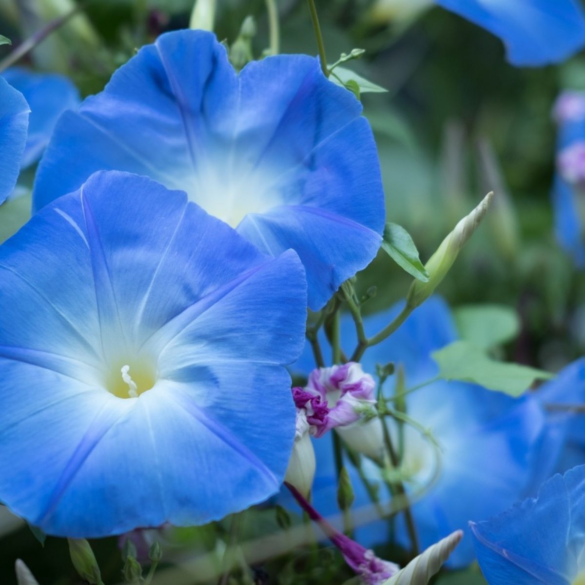 Gardening Rapid Climbers Are Tropical Butterflies Of A Summer Garden