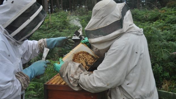 I Thought Beekeeping Would Be Easy The Bees Had Other Plans