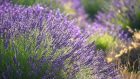 Lavender in Provence, France. Photograph: iStock