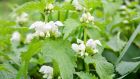 Nettles are an indication of a fertile soil. Photograph: Getty