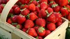 I’ve long had a soft spot for strawberries – good strawberries, that is, not the Styrofoam-firm, bland fruits of international commerce. Photograph: iStock