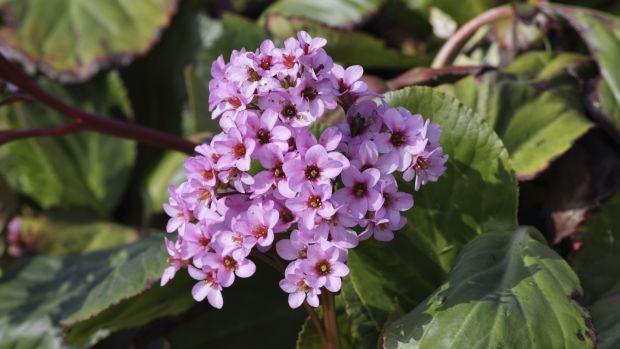 Reliables in the shade include evergreen varieties of elephant’s ears (Bergenia). Photograph: Getty Images