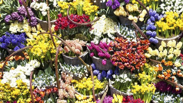 Colourful container displays of spring-flowering bulbs are now coming to an end. Photograph: Getty Images