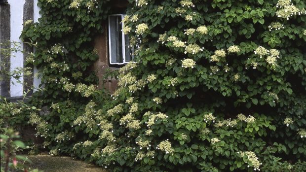 Climbing species suitable for the dry, cool shade of a north wall include the slow-to-establish, but very handsome, climbing hydrangea (Hydrangea petiolaris). Photograph: Getty Images