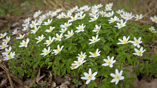 A go-to plant for shady spots is the starry-flowered wood anemone (Anemone nemorosa). Photograph: Getty Images