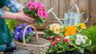 Container-grown plants, including primula (above) are especially at risk of attack from the vine weevil. Photograph: Getty